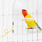 🦜Zwei-in-Eins-Becken zum Baden und Füttern von Papageien🛁