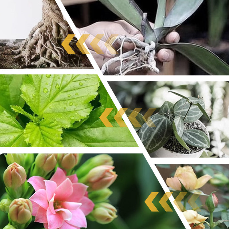 2 KAUFEN 2 GRATIS-Wasserlöslicher Blütendünger für Blumen