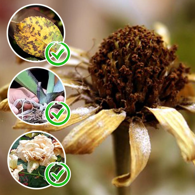 2 KAUFEN 2 GRATIS-Wasserlöslicher Blütendünger für Blumen