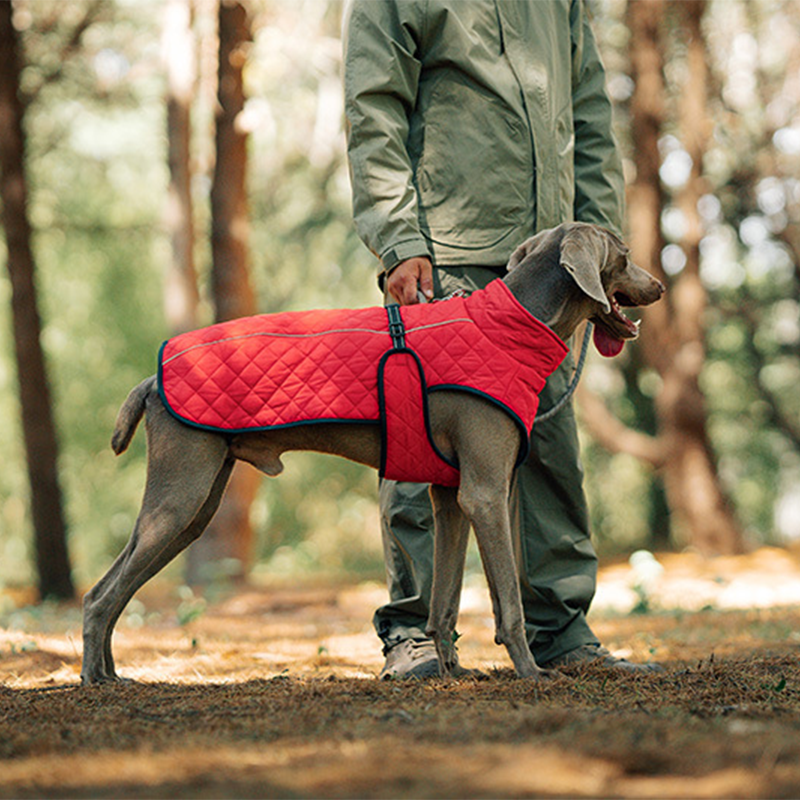 🐕🐕2025 neuestes Modell 🌈 Winter-Reflexmantel für Hunde im Freien
