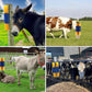 🐴 55% RABATT!🤏 Tierpflege‑Massagebürste für Nutztiere, hautschonend🐄