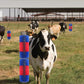 🐴 55% RABATT!🤏 Tierpflege‑Massagebürste für Nutztiere, hautschonend🐄